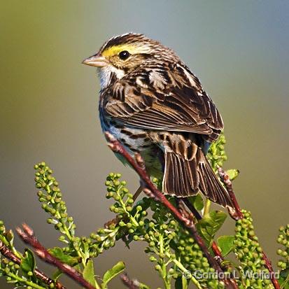 Savannah Sparrow_48438.jpg - Photographed near Ottawa, Ontario - the Capital of Canada.